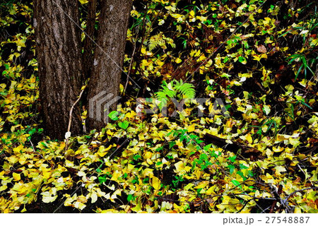 落ち葉 27548887