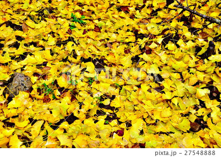 イチョウ イチョウ 27548888