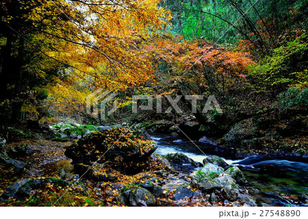 紅葉 紅葉 27548890