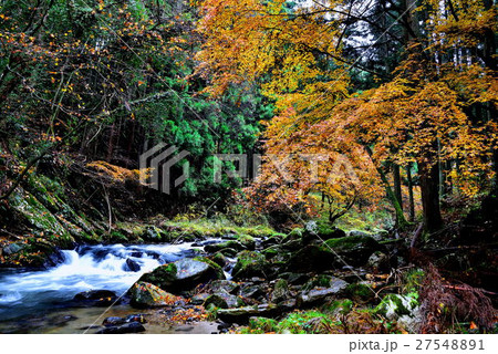 紅葉 紅葉 27548891