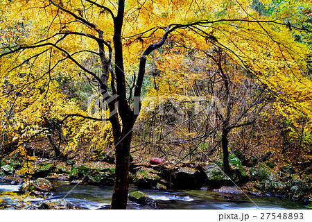 紅葉 27548893