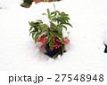 雪の中の南天 27548948