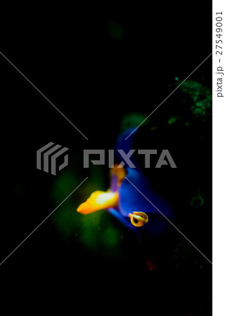 ムラサキウミコチョウ 27549001