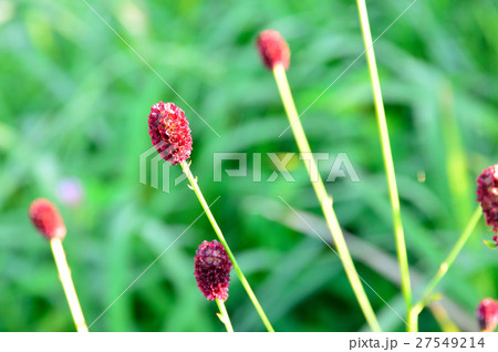 植物 植物 27549214
