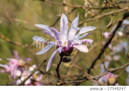 シデコブシの花 シデコブシの花 27549247