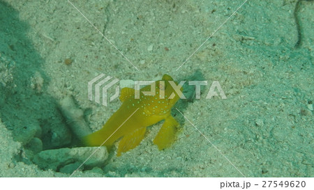 ギンガハゼ 27549620