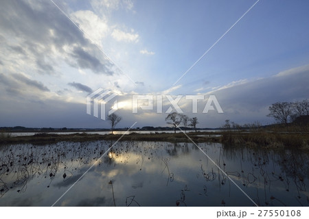 伊豆沼・内沼水生植物園の夕暮れ風景（宮城県） 27550108