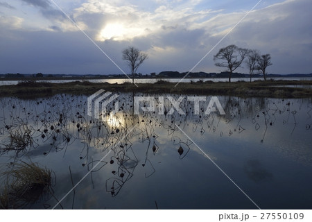 伊豆沼・内沼水生植物園の夕暮れ風景(宮城県) 伊豆沼・内沼水生植物園の夕暮れ風景(宮城県) 27550109