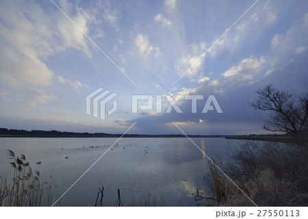 伊豆沼の夕暮れ風景(宮城県) 伊豆沼の夕暮れ風景(宮城県) 27550113