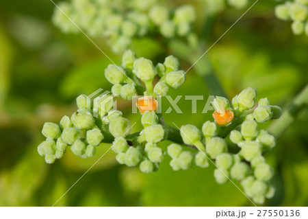 ヤブカラシ 27550136