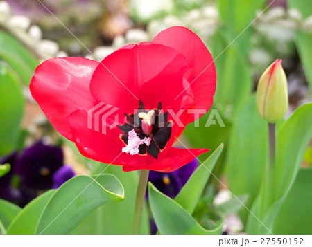 チューリップ赤雌蕊雄蕊 27550152