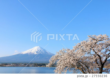 富士山と桜 青空のコピースペース 富士山と桜 青空のコピースペース 27550236