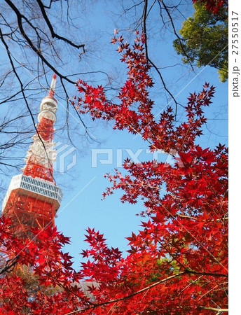 東京タワーと紅葉 27550517