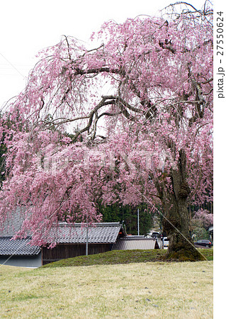 常照皇寺の桜 御車返しの桜 八重桜 常照皇寺の桜 御車返しの桜 八重桜 27550624