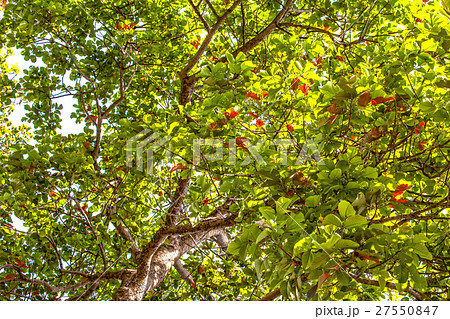 big trees beside the road 27550847