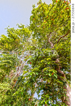 big trees beside the road big trees beside the road 27550848