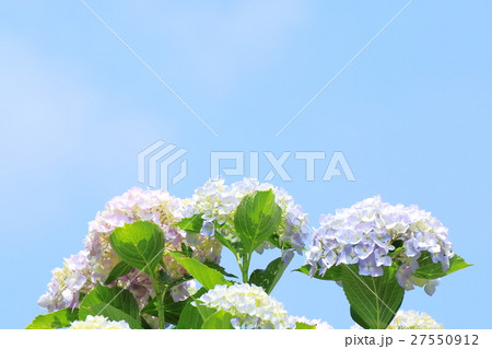 空と紫陽花 空と紫陽花 27550912