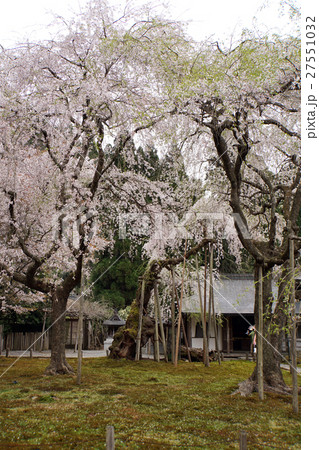 常照皇寺の桜　御車返しの桜　九重桜 27551032