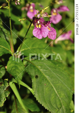 ツリフネソウ 27551134