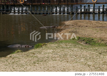 カオ・キアオ動物園(Khao Khaew Open Zoo)のカバ(Hippopotamus) カオ・キアオ動物園(Khao Khaew Open Zoo)のカバ(Hippopotamus) 27551400