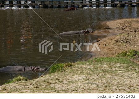 カバ(Hippopotamus) カバ(Hippopotamus) 27551402