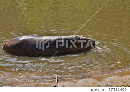カバ（Hippopotamus） 27551405