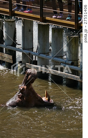 カバ（Hippopotamus） 27551406