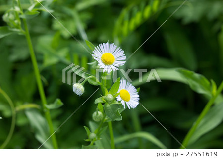 ハルシオン 27551619