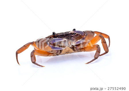 Freshwater crabs isolated on white background Freshwater crabs isolated on white background 27552490