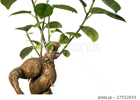 ガジュマル 27552655