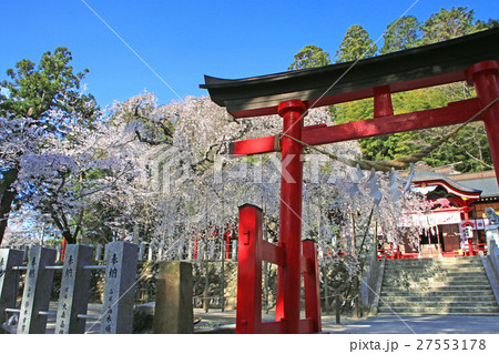 小川諏訪神社のシダレザクラ（いわき市） 27553178