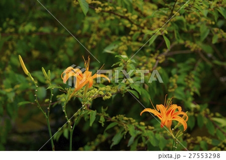 ノカンゾウ 27553298