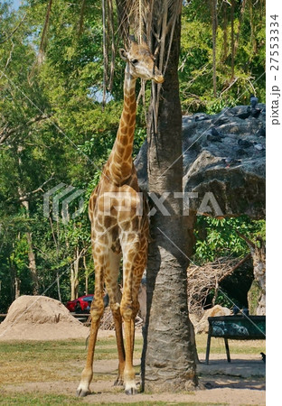 キリン(Giraffa camelopardalis)、動物園(Zoo)、サファリ(Safari) キリン(Giraffa camelopardalis)、動物園(Zoo)、サファリ(Safari) 27553334
