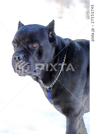 Cane Corso dog's facial expression 27553745