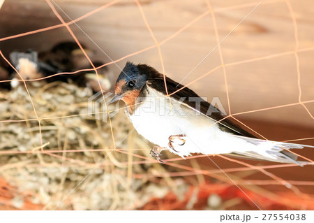 巣を見守るツバメの親鳥 27554038