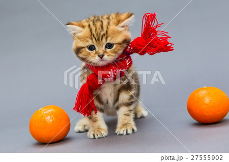 Little kitten and a tangerine 27555902