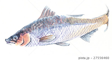 水彩画 魚のイラスト素材