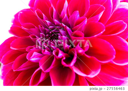 ダリア 品種 サマンサ の写真素材