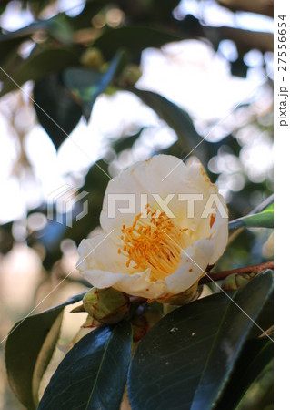 椿 昭和の誉 椿 昭和の誉 27556654