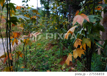 Maple leaf in Dalat jungle 27556859
