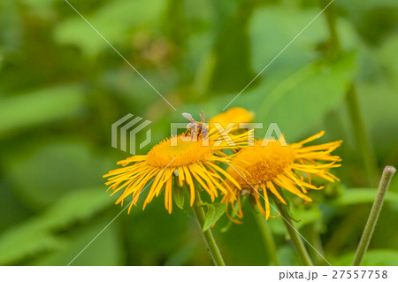 bee bee 27557758