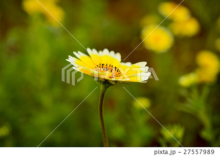 ツマジロヒナギク 27557989