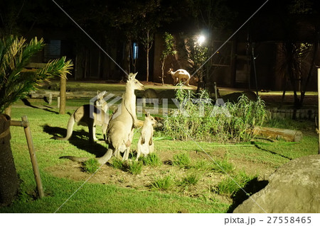 カンガルー 27558465