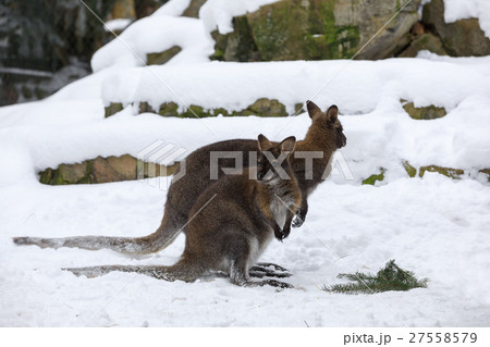 Red-necked Wallaby in snowy winter 27558579