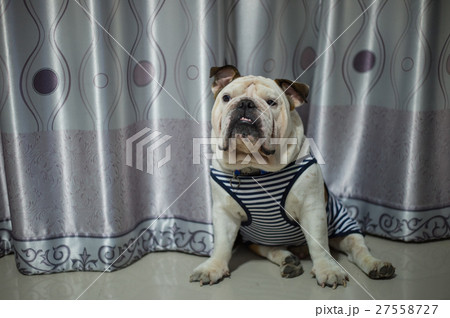 English Bulldog sit on the floor 27558727