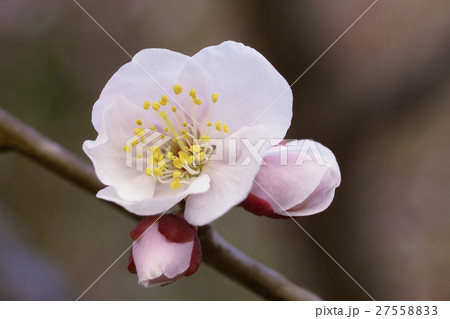 あんずの花 27558833