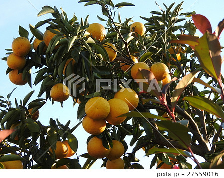 夏ミカンは爽やかな酸味が魅力である。疲労回復にも効果があり、ビタミンCも豊富なので美容効果も高い。 27559016