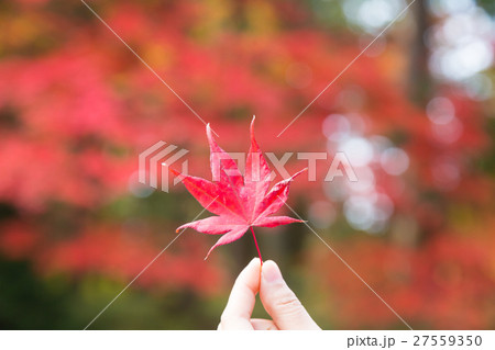 Red autumn leaves 27559350