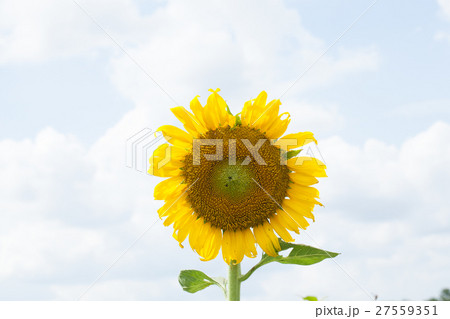 Sunflower in full bloom 27559351