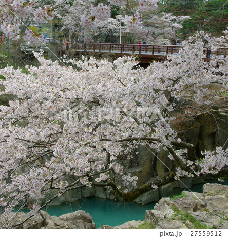 春の厳美渓 27559512